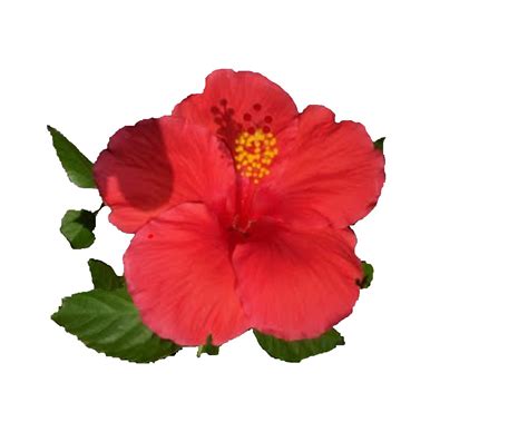 ACADEMIA FLOR DE CAYENA