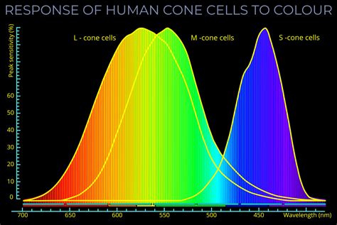 Cone Cells In Color Vision at Terri Whobrey blog
