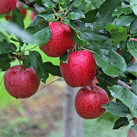 Gala Schniga ® Schnitzer(s) - Die besten Gala-Mutanten für den größten ...