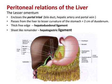 Radiological anatomy of hepatobiliary system | PPTX