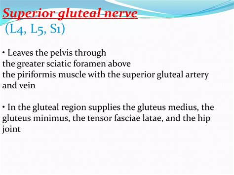 Anatomy of Gluteal Region | PPTX