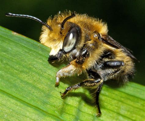 CABINET OF CURIOSITIES: Jaws: leafcutter bee
