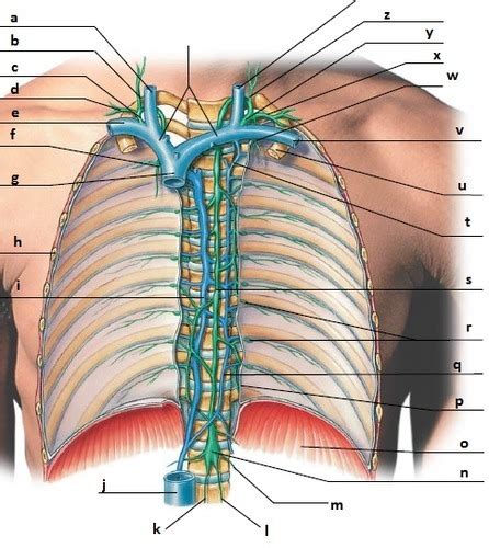 lab lymphatic trunks Diagram | Quizlet