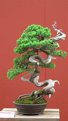 Beautiful Bonsai Trees by The Flower Expo In Genova Bagni Di Lucca And Beyond Beautiful Bonsai Trees
