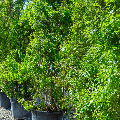 Southern Wax Myrtle | Shrubs | Moon Valley Nurseries