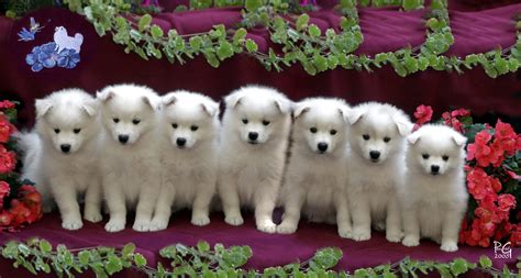 How Much Do Eskimo Dogs Cost at Jasper Corral blog