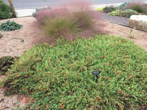 Hummingbird Trumpet, Orange Carpet - TheTreeFarm.com
