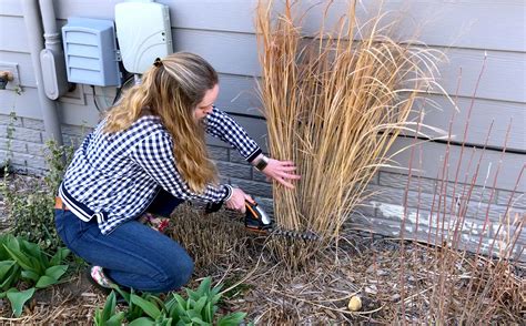 Trimming Back Ornamental Grasses Pruning Ornamental Grasses: Short,