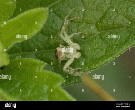 Crab Spiders (Thomisidae) Arachnida Stock Photo - Alamy