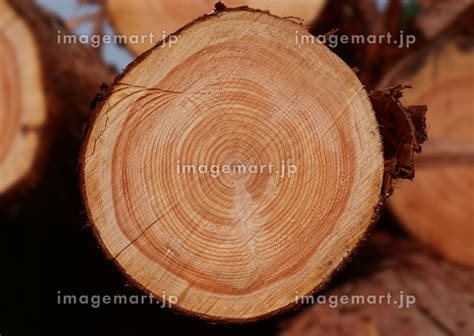 Image result for Linear Search Code Java with Output