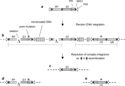 Image result for Complex Pattern Integration