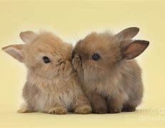 Image result for 2 Bunnies