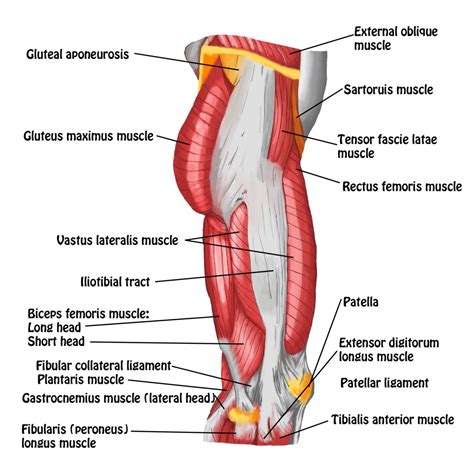 The Posterior Sling - Spontaneous Muscle Release TechniqueSpontaneous ...