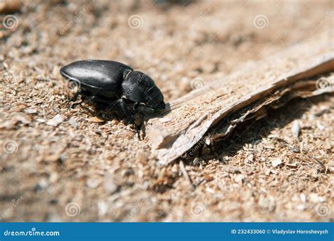 Big Black Beetle Crawling on a Wooden Stick Stock Photo - Image of ...