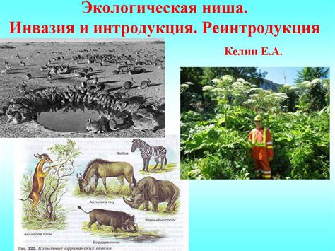 Экологическая ниша. Инвазия и интродукция. Реинтродукция - презентация ...