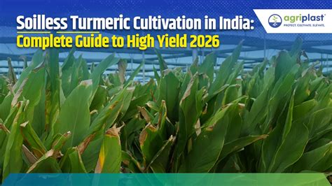Soilless Turmeric Cultivation: Yield, Cost & Profit Guide