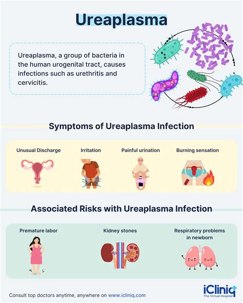 Ureaplasma Treatment Ureaplasma Urealyticum Bacteria Hi Res Stock