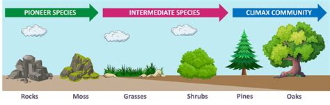 Image result for Primary Succession Examples