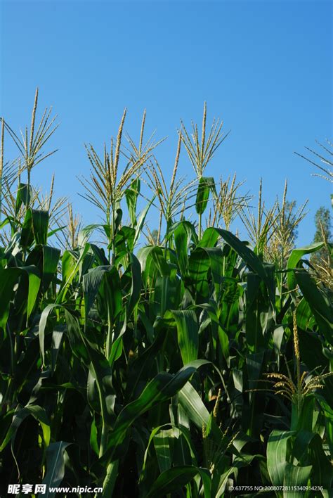 玉米种植技术：黄淮海夏玉米区适宜品种选择 - 每日头条
