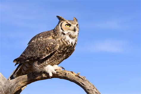 Discover 13 Types of Owls in Arizona (From Rarest to Most Common) - A-Z ...