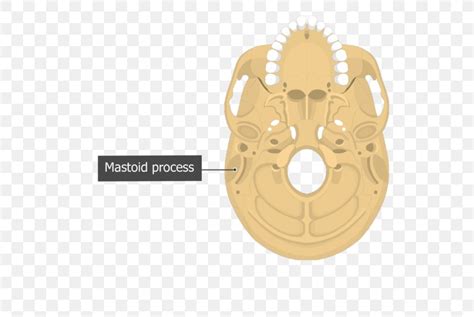 Image result for Temporal Bone Mastoid Process