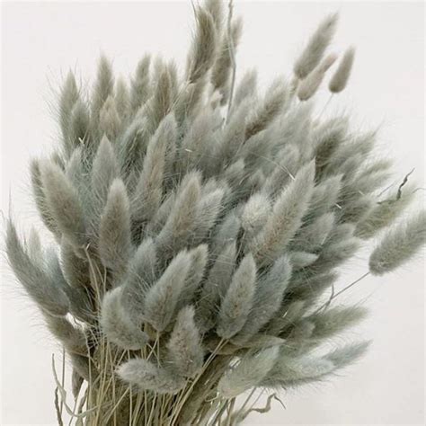 Bakewareind Bunny Tails Natural Dried Flower Preserved, Grey