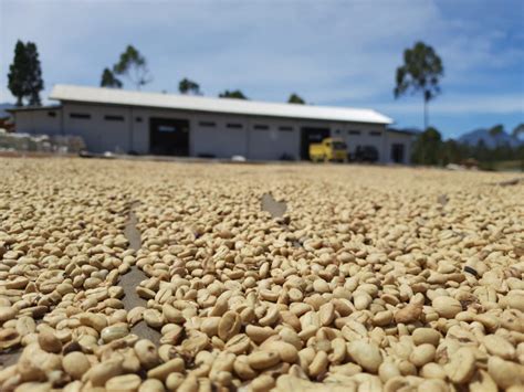 Java Coffee Beans - Soocacoffee