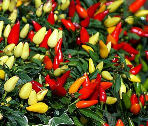 Ornamental Pepper Plant Chili