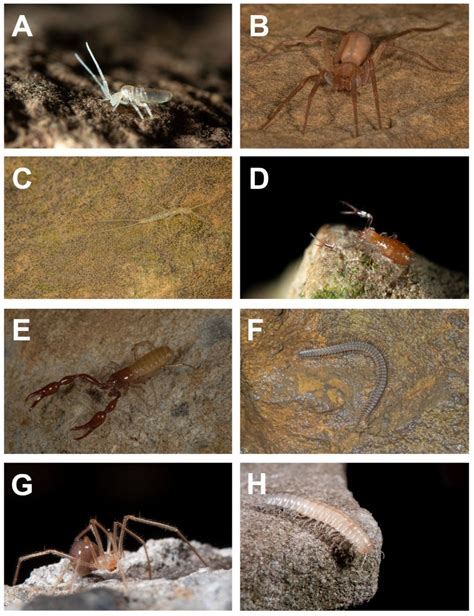 Topo 的图像结果