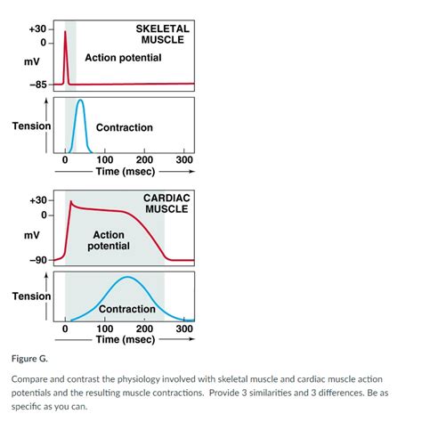 Image result for Skeletal Muscle Action Potential Graph