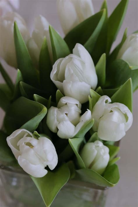 Download White Tulips Bouquet Elegance Wallpaper | Wallpapers.com