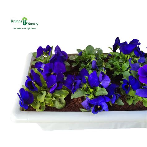 Purple Pansy Plant Tray
