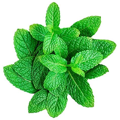 Pudina Mint Mentha Herb Perennial Aroma Flavorful Culinary Peppermint ...