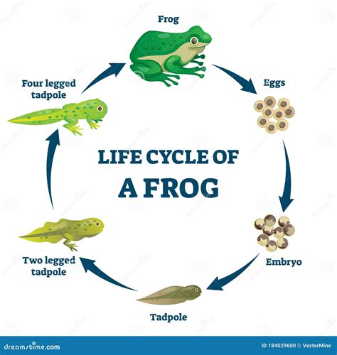 Lifecycle Of Frog Stock Illustration | CartoonDealer.com #31605976