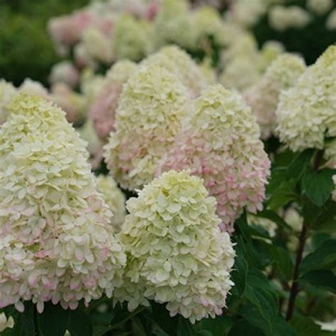 Quick Fire Fab Hydrangea