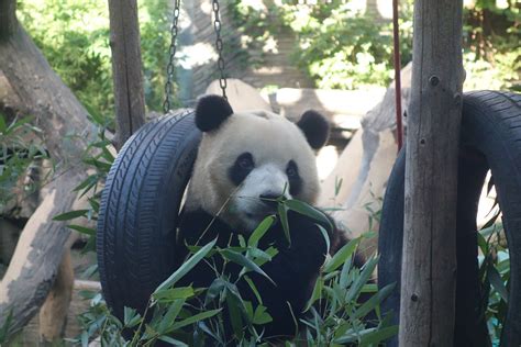 北京：“秃头”大熊猫“福星”正在恢复