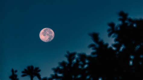 Download wallpaper 3840x2160 full moon, branches, night, moon 4k uhd 16 ...