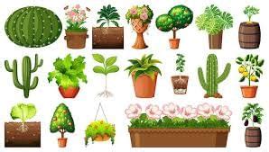 All About Plants - EVS for UKG PDF Download