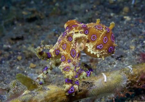Image result for Animal Fact Files Blue-Ringed Octopus