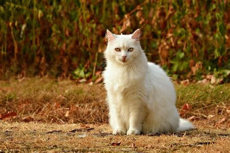 2020 年 115 个最佳白猫名字 - 对于猫人