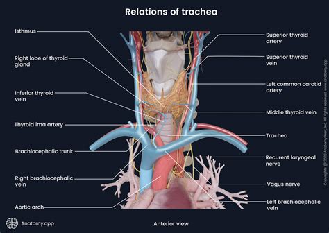 Tracheal Cartilage Diagram