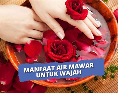 manfaat air mawar untuk luka