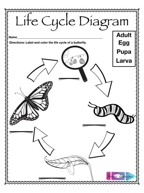 Life Cycle Of A Butterfly Printables - Free Printable Download