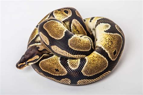 Image result for Purple Python Snake