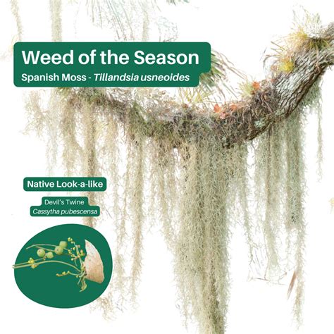 Weed Control | Lane Cove Council