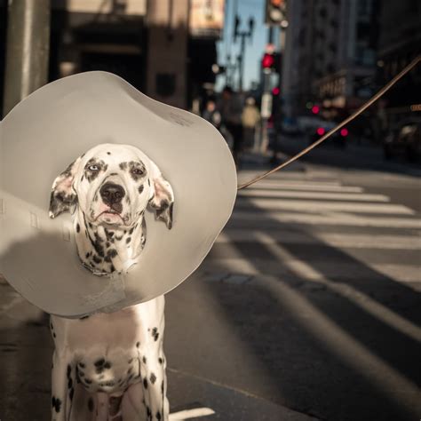 How To Help Dogs Wounds Heal Faster