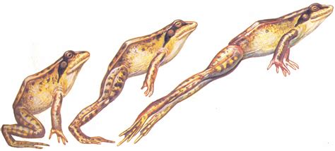 Image result for Frog Jumping Position