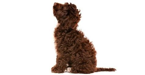 Image result for Cockapoo Size Chart