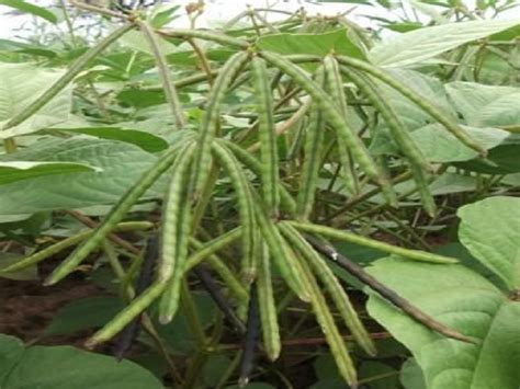 अशा पद्धतीने करा उन्हाळ्यात मूग आणि उडीद लागवडीचे व्यवस्थापन