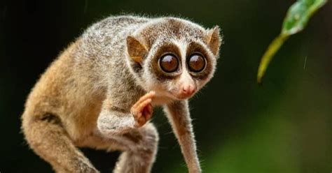 Tamil Nadu Notifies India’s First Slender Loris Sanctuary: Here's All ...